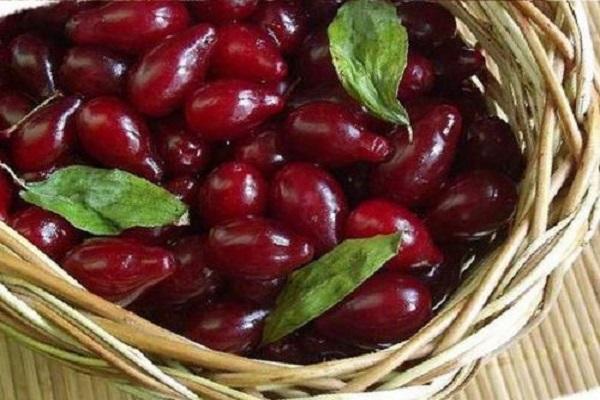 dogwood berries