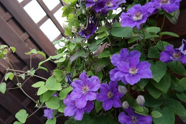 clematis ashva