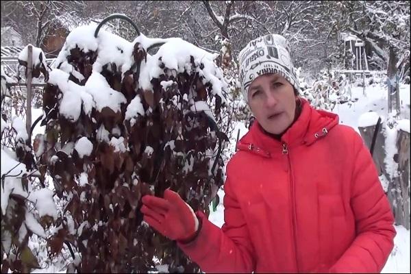 neige sur les fleurs