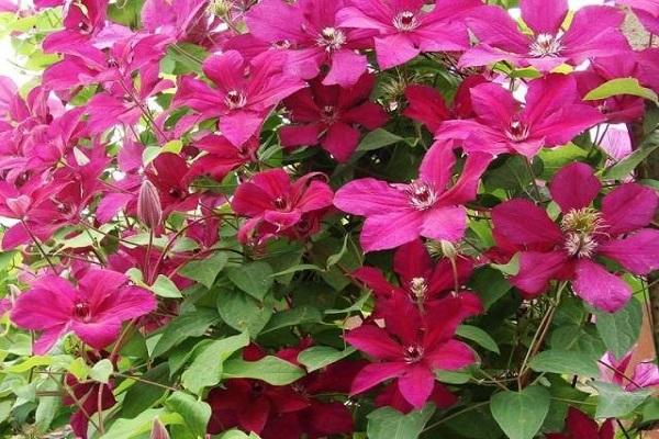 flower clematis