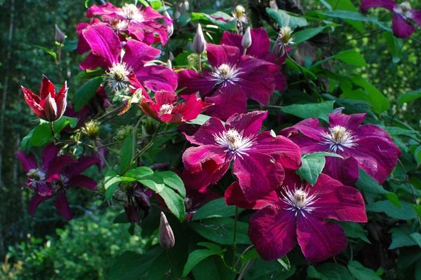 garden flower