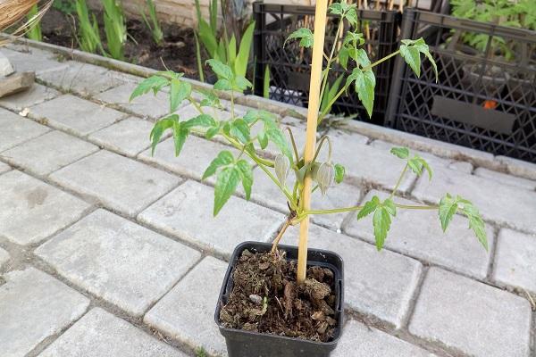 seedling in a pot