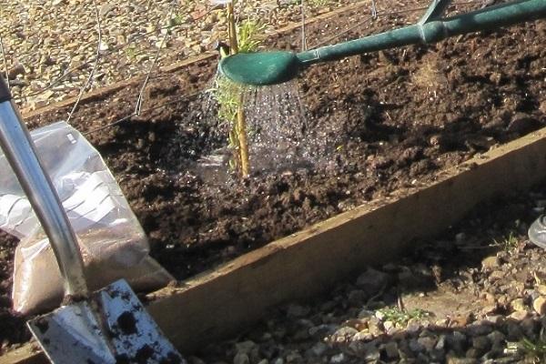 Regando plantas