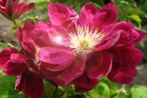 Description and subtleties of growing clematis varieties Red Star