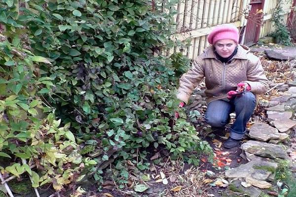 woman by the bush