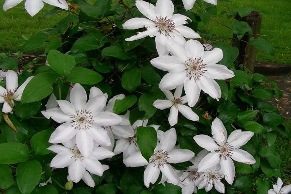 clematis Zhakman