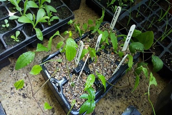 grow cuttings