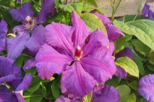 Description and characteristics of Zhakman clematis, planting and care rules