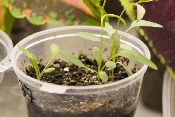 growing in a pot