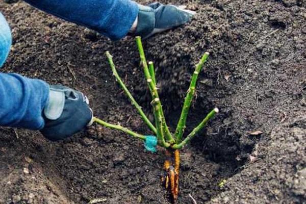 planting flowers