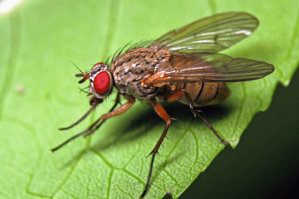 bulb fly