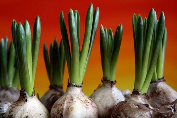 growing bulbs