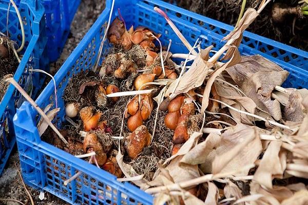 cebollas en una caja