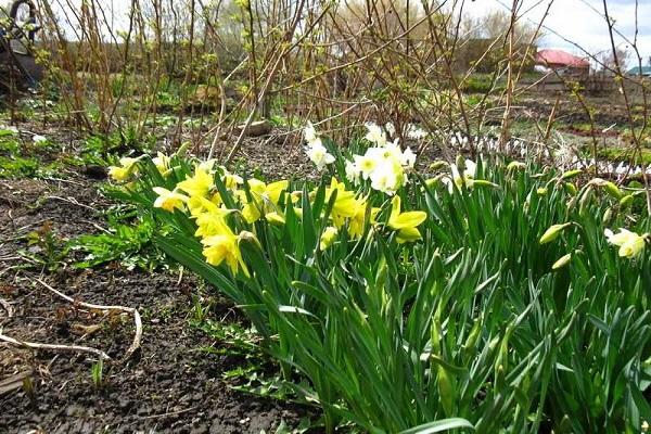 bloemen in het bloembed