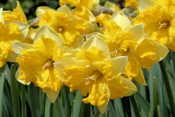 Beschrijving en kenmerken van de variëteit Narcissus Chanterel, plant- en verzorgingsregels