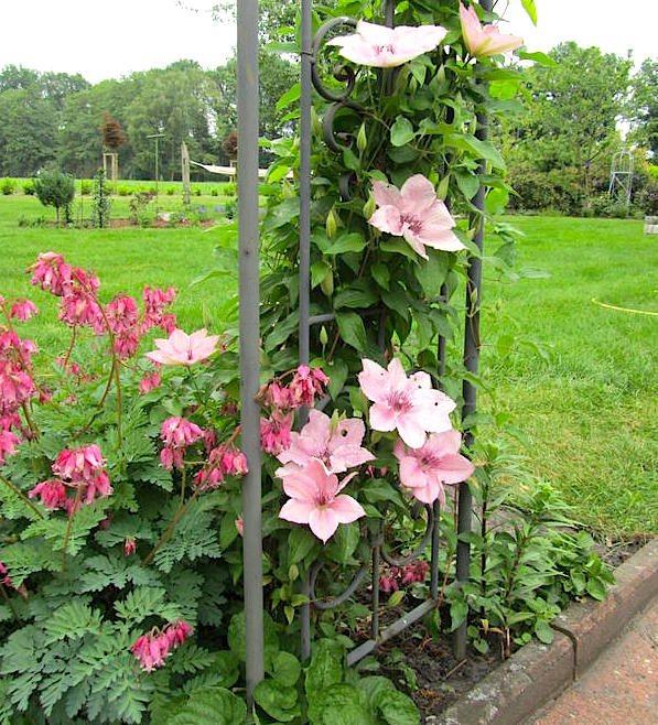 Pink kontejneri za flomastere Clematis