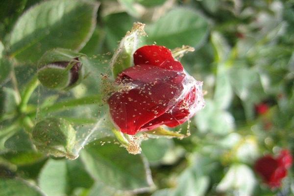 rose avec ravageur