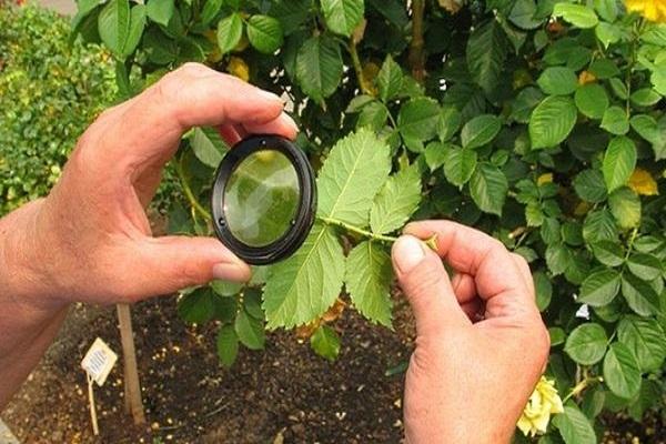 examine in a magnifying glass