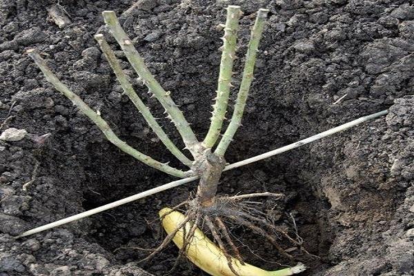 planting with a banana