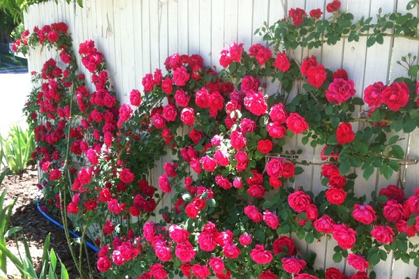 Descripción y sutilezas del cultivo de una rosa trepadora de la variedad Laguna.