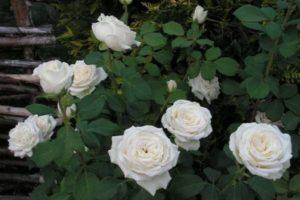 Description et règles de culture des variétés hybrides de roses de thé Anastasia