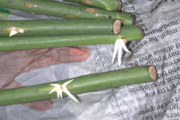 cuttings prepared