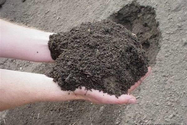 soil in hands