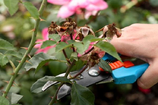 pruning a bush