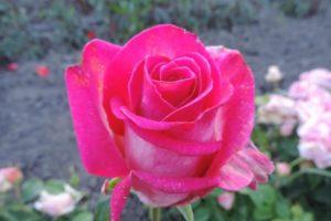 Description and characteristics of the Engazhment rose variety, planting and care