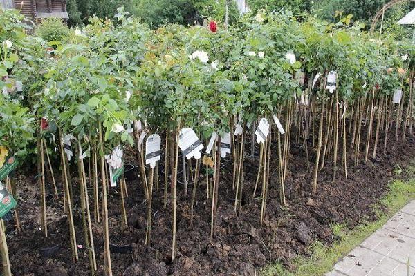 many seedlings