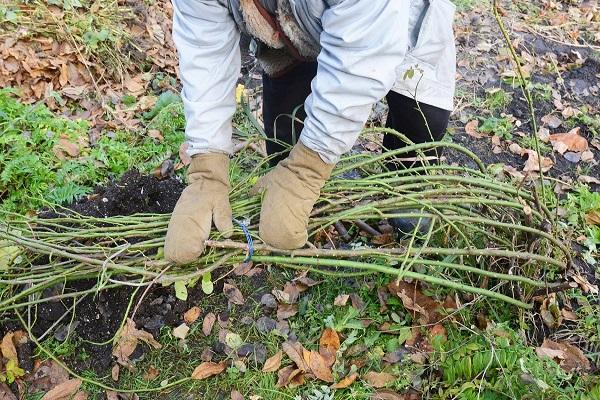 inclinar las plantas