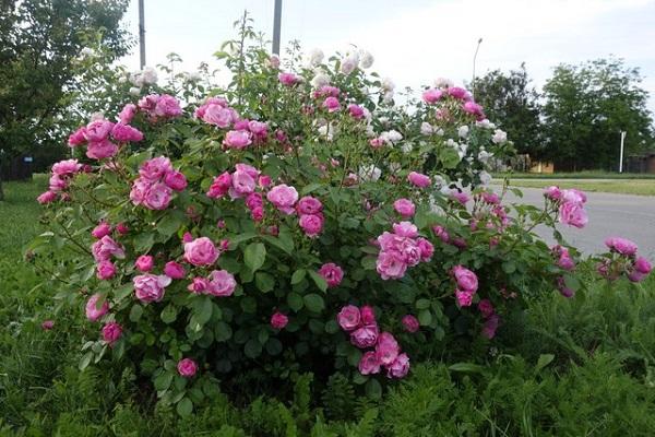 arbuste à fleurs