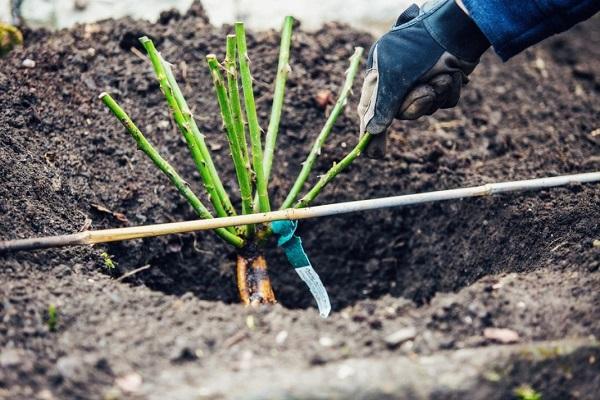 plant een bloem