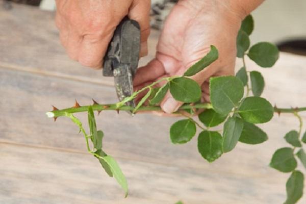 cut into cuttings