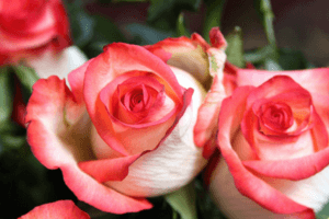 Description and characteristics of Blush roses, the subtleties of growing