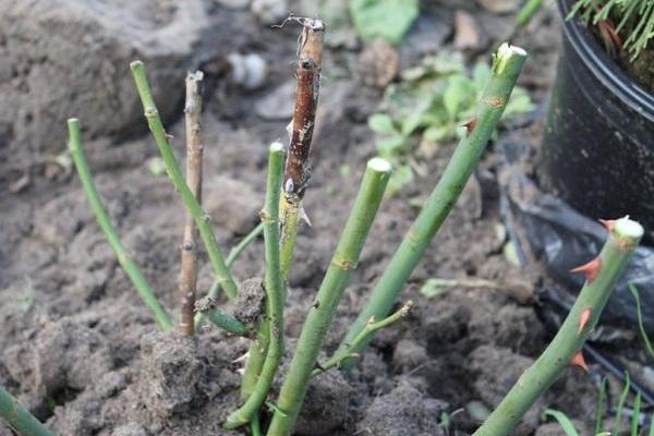 empty stems