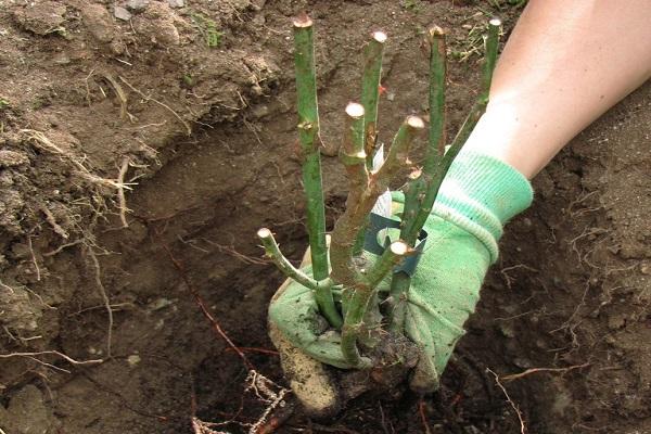 seedling in the ground