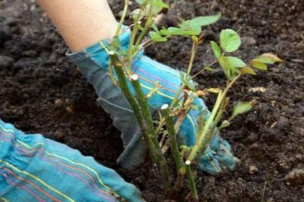 soil strengthening