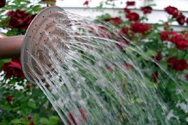 watering from a watering can