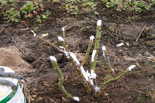 buisson d'hivernage