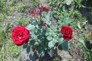 Description of a climbing rose variety Don Juan, planting and care rules