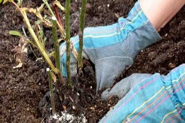 plant in the ground