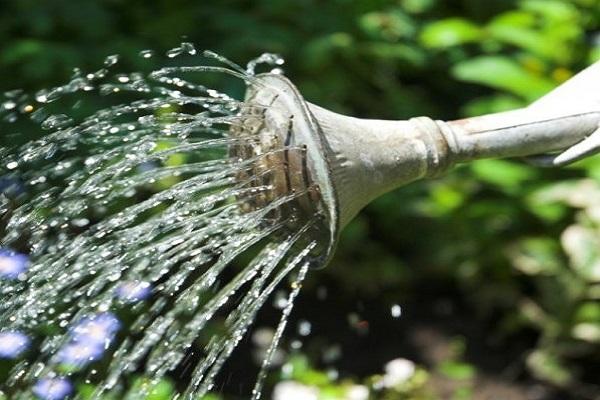 watering flowers