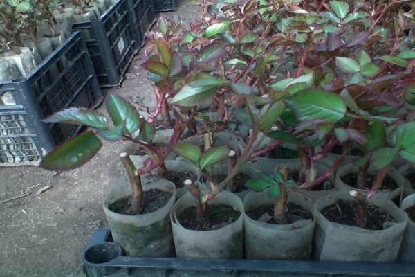 rose seedlings