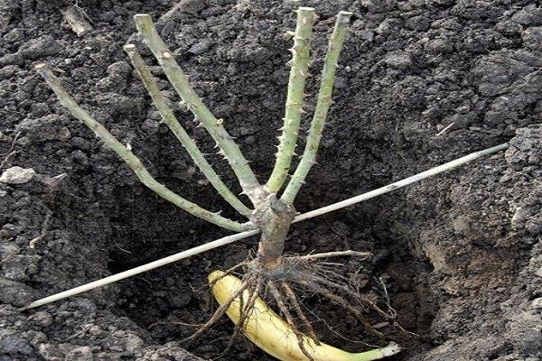 plantation de racines