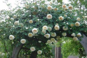 Description and characteristics of Claire Austin roses, cultivation technology