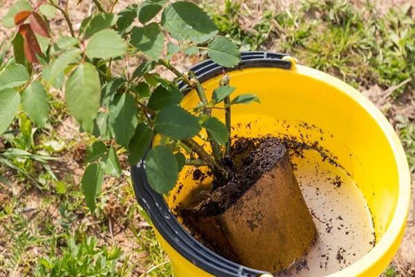 seedling in a bucket