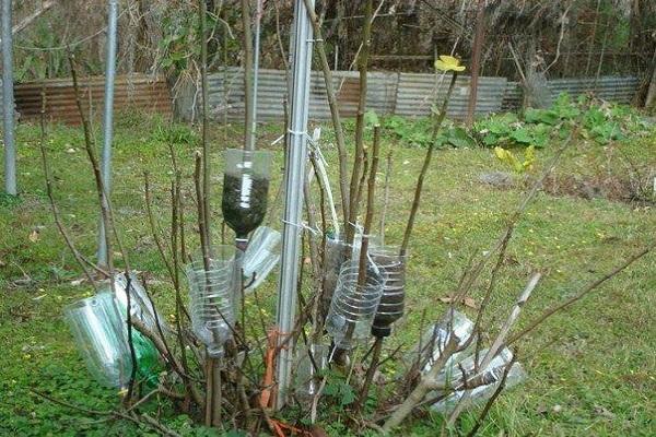 bouteilles sur branches