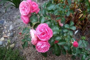 Description of climbing roses of the Lavinia variety, planting and care rules