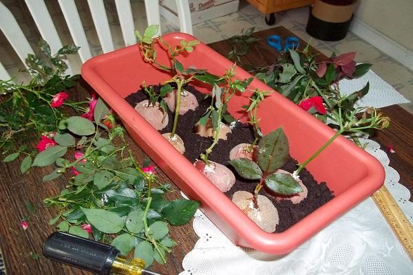 nursery for cuttings